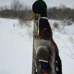 Meet your Posher, Jesse